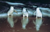 The Penguin Parade Tour